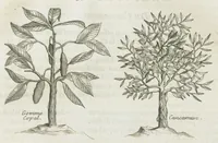 An illustration from Histoire générale des drogues, traitant des plantes, des animaux, & des mineraux ; ouvrage enrichy de plus de quatre cent figures en taille-douce tirées d'aprés nature ; avec un discours qui explique leurs differens noms, les pays d'où elles viennent, la maniere de connoître les veritables d'avec les falsifiées, & leurs proprietez, où l'on découvre l'erreur des anciens & des modernes...par le sieur Pierre Pomet.... (1694)