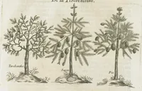An illustration from Histoire générale des drogues, traitant des plantes, des animaux, & des mineraux ; ouvrage enrichy de plus de quatre cent figures en taille-douce tirées d'aprés nature ; avec un discours qui explique leurs differens noms, les pays d'où elles viennent, la maniere de connoître les veritables d'avec les falsifiées, & leurs proprietez, où l'on découvre l'erreur des anciens & des modernes...par le sieur Pierre Pomet.... (1694)