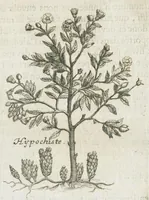 An illustration from Histoire générale des drogues, traitant des plantes, des animaux, & des mineraux ; ouvrage enrichy de plus de quatre cent figures en taille-douce tirées d'aprés nature ; avec un discours qui explique leurs differens noms, les pays d'où elles viennent, la maniere de connoître les veritables d'avec les falsifiées, & leurs proprietez, où l'on découvre l'erreur des anciens & des modernes...par le sieur Pierre Pomet.... (1694)