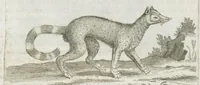 An illustration from Histoire générale des drogues, traitant des plantes, des animaux, & des mineraux ; ouvrage enrichy de plus de quatre cent figures en taille-douce tirées d'aprés nature ; avec un discours qui explique leurs differens noms, les pays d'où elles viennent, la maniere de connoître les veritables d'avec les falsifiées, & leurs proprietez, où l'on découvre l'erreur des anciens & des modernes...par le sieur Pierre Pomet.... (1694)