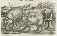 An illustration from Histoire générale des drogues, traitant des plantes, des animaux, & des mineraux ; ouvrage enrichy de plus de quatre cent figures en taille-douce tirées d'aprés nature ; avec un discours qui explique leurs differens noms, les pays d'où elles viennent, la maniere de connoître les veritables d'avec les falsifiées, & leurs proprietez, où l'on découvre l'erreur des anciens & des modernes...par le sieur Pierre Pomet.... (1694)