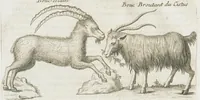 An illustration from Histoire générale des drogues, traitant des plantes, des animaux, & des mineraux ; ouvrage enrichy de plus de quatre cent figures en taille-douce tirées d'aprés nature ; avec un discours qui explique leurs differens noms, les pays d'où elles viennent, la maniere de connoître les veritables d'avec les falsifiées, & leurs proprietez, où l'on découvre l'erreur des anciens & des modernes...par le sieur Pierre Pomet.... (1694)