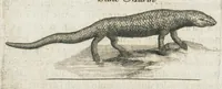 An illustration from Histoire générale des drogues, traitant des plantes, des animaux, & des mineraux ; ouvrage enrichy de plus de quatre cent figures en taille-douce tirées d'aprés nature ; avec un discours qui explique leurs differens noms, les pays d'où elles viennent, la maniere de connoître les veritables d'avec les falsifiées, & leurs proprietez, où l'on découvre l'erreur des anciens & des modernes...par le sieur Pierre Pomet.... (1694)