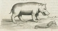 An illustration from Histoire générale des drogues, traitant des plantes, des animaux, & des mineraux ; ouvrage enrichy de plus de quatre cent figures en taille-douce tirées d'aprés nature ; avec un discours qui explique leurs differens noms, les pays d'où elles viennent, la maniere de connoître les veritables d'avec les falsifiées, & leurs proprietez, où l'on découvre l'erreur des anciens & des modernes...par le sieur Pierre Pomet.... (1694)