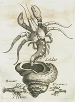 An illustration from Histoire générale des drogues, traitant des plantes, des animaux, & des mineraux ; ouvrage enrichy de plus de quatre cent figures en taille-douce tirées d'aprés nature ; avec un discours qui explique leurs differens noms, les pays d'où elles viennent, la maniere de connoître les veritables d'avec les falsifiées, & leurs proprietez, où l'on découvre l'erreur des anciens & des modernes...par le sieur Pierre Pomet.... (1694)