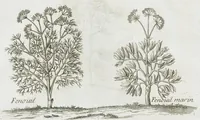 An illustration from Histoire générale des drogues, traitant des plantes, des animaux, & des mineraux ; ouvrage enrichy de plus de quatre cent figures en taille-douce tirées d'aprés nature ; avec un discours qui explique leurs differens noms, les pays d'où elles viennent, la maniere de connoître les veritables d'avec les falsifiées, & leurs proprietez, où l'on découvre l'erreur des anciens & des modernes...par le sieur Pierre Pomet.... (1694)