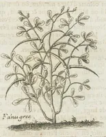 An illustration from Histoire générale des drogues, traitant des plantes, des animaux, & des mineraux ; ouvrage enrichy de plus de quatre cent figures en taille-douce tirées d'aprés nature ; avec un discours qui explique leurs differens noms, les pays d'où elles viennent, la maniere de connoître les veritables d'avec les falsifiées, & leurs proprietez, où l'on découvre l'erreur des anciens & des modernes...par le sieur Pierre Pomet.... (1694)