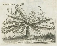 An illustration from Histoire générale des drogues, traitant des plantes, des animaux, & des mineraux ; ouvrage enrichy de plus de quatre cent figures en taille-douce tirées d'aprés nature ; avec un discours qui explique leurs differens noms, les pays d'où elles viennent, la maniere de connoître les veritables d'avec les falsifiées, & leurs proprietez, où l'on découvre l'erreur des anciens & des modernes...par le sieur Pierre Pomet.... (1694)
