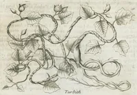 An illustration from Histoire générale des drogues, traitant des plantes, des animaux, & des mineraux ; ouvrage enrichy de plus de quatre cent figures en taille-douce tirées d'aprés nature ; avec un discours qui explique leurs differens noms, les pays d'où elles viennent, la maniere de connoître les veritables d'avec les falsifiées, & leurs proprietez, où l'on découvre l'erreur des anciens & des modernes...par le sieur Pierre Pomet.... (1694)