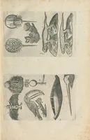 An illustration from Les Oeuvres de Jacques et Paul Contant pere et fils maistres apoticaires de la ville de Poictiers. Divisées en cinq traictez. 1. Les Commentaires sur Dioscoride. 2. Le Second Eden. 3. Exagoge mirabilium naturae è Gazophylacio. 4. Synopsis plantarum cum ethymologiis. 5. Le Jardin & Cabinet poëtique. Avec les figures des plantes en taille douce. (1628)