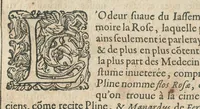 An illustration from Les Oeuvres de Jacques et Paul Contant pere et fils maistres apoticaires de la ville de Poictiers. Divisées en cinq traictez. 1. Les Commentaires sur Dioscoride. 2. Le Second Eden. 3. Exagoge mirabilium naturae è Gazophylacio. 4. Synopsis plantarum cum ethymologiis. 5. Le Jardin & Cabinet poëtique. Avec les figures des plantes en taille douce. (1628)