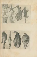 An illustration from Les Oeuvres de Jacques et Paul Contant pere et fils maistres apoticaires de la ville de Poictiers. Divisées en cinq traictez. 1. Les Commentaires sur Dioscoride. 2. Le Second Eden. 3. Exagoge mirabilium naturae è Gazophylacio. 4. Synopsis plantarum cum ethymologiis. 5. Le Jardin & Cabinet poëtique. Avec les figures des plantes en taille douce. (1628)