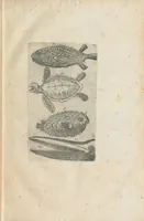 An illustration from Les Oeuvres de Jacques et Paul Contant pere et fils maistres apoticaires de la ville de Poictiers. Divisées en cinq traictez. 1. Les Commentaires sur Dioscoride. 2. Le Second Eden. 3. Exagoge mirabilium naturae è Gazophylacio. 4. Synopsis plantarum cum ethymologiis. 5. Le Jardin & Cabinet poëtique. Avec les figures des plantes en taille douce. (1628)