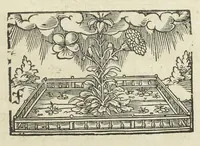 An illustration from Statuts de la Faculté de medecine en l'Université de Paris, avec les pieces justificatives de ses privileges & ses droits & soûmissions à elle deubs par les apothicaires & chirurgiens. Ensemble les jugemens rendus contre les empiriques & les medecins non approuvez par ladite Faculté de medecine, & les reglemens pour la reception des apothicaire & chirurgiens, & pour la visite des boutiques & drogues et compositions de medicamens. Ce recüeil fait & mis en ordre par maistre Denis Puylon, docteur-regent & doyen de ladite Faculté, & imprimez suivant le decret d'icelle du 19. mars 1672. (1672)