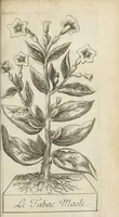 An illustration from Histoire du tabac, ou il est traité particulierement du tabac en poudre. Par Monsieur de Prade. (1677)