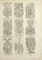 An illustration from Le Cours de médecine en francois, contenant le Miroir de beauté et santé corporelle. Par M. Louys Guyon Dolois, Sieur de la Nauche, Docteur en medecine. Et la Théorie avec un accomplissement de practique selon les principes tant dogmatiques, que chymiques, adjoustées à cette quatriesme edition. Avec une infinité d'observations, secrets & experiences, suivant la doctrine, tant des anciens que des modernes medecins, qui ont inventé & decouvert la circulation du sang, les veines lactées, leur receptacle, les vases lymphées, & autres nouveautez anatomiques & spagyriques : inconnues auparavant. A l'usage des medecins, chirurgiens, apothicaires, & autres ; Et utile aux communautez, hospitaux, & maison de campagne. Par M. Lazare Meyssonnier conseiller & medecin ordinaire du Roy, & de S.A.R. docteur de l'université de Montpellier, & professeur aggregé au College des medecins à Lyon. Où ont esté jointes les figures des plantes necessaires, & celles de l'anatomie en taille douce, pour se servir utilement de ce livre. (1664)