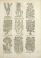 An illustration from Le Cours de médecine en francois, contenant le Miroir de beauté et santé corporelle. Par M. Louys Guyon Dolois, Sieur de la Nauche, Docteur en medecine. Et la Théorie avec un accomplissement de practique selon les principes tant dogmatiques, que chymiques, adjoustées à cette quatriesme edition. Avec une infinité d'observations, secrets & experiences, suivant la doctrine, tant des anciens que des modernes medecins, qui ont inventé & decouvert la circulation du sang, les veines lactées, leur receptacle, les vases lymphées, & autres nouveautez anatomiques & spagyriques : inconnues auparavant. A l'usage des medecins, chirurgiens, apothicaires, & autres ; Et utile aux communautez, hospitaux, & maison de campagne. Par M. Lazare Meyssonnier conseiller & medecin ordinaire du Roy, & de S.A.R. docteur de l'université de Montpellier, & professeur aggregé au College des medecins à Lyon. Où ont esté jointes les figures des plantes necessaires, & celles de l'anatomie en taille douce, pour se servir utilement de ce livre. (1664)