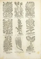 An illustration from Le Cours de médecine en francois, contenant le Miroir de beauté et santé corporelle. Par M. Louys Guyon Dolois, Sieur de la Nauche, Docteur en medecine. Et la Théorie avec un accomplissement de practique selon les principes tant dogmatiques, que chymiques, adjoustées à cette quatriesme edition. Avec une infinité d'observations, secrets & experiences, suivant la doctrine, tant des anciens que des modernes medecins, qui ont inventé & decouvert la circulation du sang, les veines lactées, leur receptacle, les vases lymphées, & autres nouveautez anatomiques & spagyriques : inconnues auparavant. A l'usage des medecins, chirurgiens, apothicaires, & autres ; Et utile aux communautez, hospitaux, & maison de campagne. Par M. Lazare Meyssonnier conseiller & medecin ordinaire du Roy, & de S.A.R. docteur de l'université de Montpellier, & professeur aggregé au College des medecins à Lyon. Où ont esté jointes les figures des plantes necessaires, & celles de l'anatomie en taille douce, pour se servir utilement de ce livre. (1664)