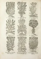 An illustration from Le Cours de médecine en francois, contenant le Miroir de beauté et santé corporelle. Par M. Louys Guyon Dolois, Sieur de la Nauche, Docteur en medecine. Et la Théorie avec un accomplissement de practique selon les principes tant dogmatiques, que chymiques, adjoustées à cette quatriesme edition. Avec une infinité d'observations, secrets & experiences, suivant la doctrine, tant des anciens que des modernes medecins, qui ont inventé & decouvert la circulation du sang, les veines lactées, leur receptacle, les vases lymphées, & autres nouveautez anatomiques & spagyriques : inconnues auparavant. A l'usage des medecins, chirurgiens, apothicaires, & autres ; Et utile aux communautez, hospitaux, & maison de campagne. Par M. Lazare Meyssonnier conseiller & medecin ordinaire du Roy, & de S.A.R. docteur de l'université de Montpellier, & professeur aggregé au College des medecins à Lyon. Où ont esté jointes les figures des plantes necessaires, & celles de l'anatomie en taille douce, pour se servir utilement de ce livre. (1664)
