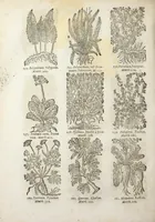 An illustration from Le Cours de médecine en francois, contenant le Miroir de beauté et santé corporelle. Par M. Louys Guyon Dolois, Sieur de la Nauche, Docteur en medecine. Et la Théorie avec un accomplissement de practique selon les principes tant dogmatiques, que chymiques, adjoustées à cette quatriesme edition. Avec une infinité d'observations, secrets & experiences, suivant la doctrine, tant des anciens que des modernes medecins, qui ont inventé & decouvert la circulation du sang, les veines lactées, leur receptacle, les vases lymphées, & autres nouveautez anatomiques & spagyriques : inconnues auparavant. A l'usage des medecins, chirurgiens, apothicaires, & autres ; Et utile aux communautez, hospitaux, & maison de campagne. Par M. Lazare Meyssonnier conseiller & medecin ordinaire du Roy, & de S.A.R. docteur de l'université de Montpellier, & professeur aggregé au College des medecins à Lyon. Où ont esté jointes les figures des plantes necessaires, & celles de l'anatomie en taille douce, pour se servir utilement de ce livre. (1664)