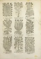 An illustration from Le Cours de médecine en francois, contenant le Miroir de beauté et santé corporelle. Par M. Louys Guyon Dolois, Sieur de la Nauche, Docteur en medecine. Et la Théorie avec un accomplissement de practique selon les principes tant dogmatiques, que chymiques, adjoustées à cette quatriesme edition. Avec une infinité d'observations, secrets & experiences, suivant la doctrine, tant des anciens que des modernes medecins, qui ont inventé & decouvert la circulation du sang, les veines lactées, leur receptacle, les vases lymphées, & autres nouveautez anatomiques & spagyriques : inconnues auparavant. A l'usage des medecins, chirurgiens, apothicaires, & autres ; Et utile aux communautez, hospitaux, & maison de campagne. Par M. Lazare Meyssonnier conseiller & medecin ordinaire du Roy, & de S.A.R. docteur de l'université de Montpellier, & professeur aggregé au College des medecins à Lyon. Où ont esté jointes les figures des plantes necessaires, & celles de l'anatomie en taille douce, pour se servir utilement de ce livre. (1664)