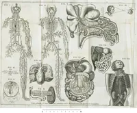 An illustration from Le Cours de médecine en francois, contenant le Miroir de beauté et santé corporelle. Par M. Louys Guyon Dolois, Sieur de la Nauche, Docteur en medecine. Et la Théorie avec un accomplissement de practique selon les principes tant dogmatiques, que chymiques, adjoustées à cette quatriesme edition. Avec une infinité d'observations, secrets & experiences, suivant la doctrine, tant des anciens que des modernes medecins, qui ont inventé & decouvert la circulation du sang, les veines lactées, leur receptacle, les vases lymphées, & autres nouveautez anatomiques & spagyriques : inconnues auparavant. A l'usage des medecins, chirurgiens, apothicaires, & autres ; Et utile aux communautez, hospitaux, & maison de campagne. Par M. Lazare Meyssonnier conseiller & medecin ordinaire du Roy, & de S.A.R. docteur de l'université de Montpellier, & professeur aggregé au College des medecins à Lyon. Où ont esté jointes les figures des plantes necessaires, & celles de l'anatomie en taille douce, pour se servir utilement de ce livre. (1664)