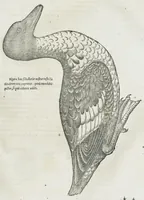 An illustration from Historiae animalium Liber III qui est de avium natura. Adjecti sunt ab initio indices alphabetici decem super nominibus avium in totidem linguis diversis : & ante illos enumeratio avium eo ordine quo in hoc volumine continentur (1555)