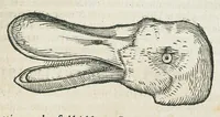 Picture 6 of 37 from Historiae animalium Liber III qui est de avium natura. Adjecti sunt ab initio indices alphabetici decem super nominibus avium in totidem linguis diversis : & ante illos enumeratio avium eo ordine quo in hoc volumine continentur (1555), leaf 157