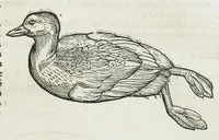 An illustration from Historiae animalium Liber III qui est de avium natura. Adjecti sunt ab initio indices alphabetici decem super nominibus avium in totidem linguis diversis : & ante illos enumeratio avium eo ordine quo in hoc volumine continentur (1555)