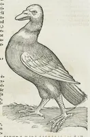 An illustration from Historiae animalium Liber III qui est de avium natura. Adjecti sunt ab initio indices alphabetici decem super nominibus avium in totidem linguis diversis : & ante illos enumeratio avium eo ordine quo in hoc volumine continentur (1555)