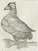 An illustration from Historiae animalium Liber III qui est de avium natura. Adjecti sunt ab initio indices alphabetici decem super nominibus avium in totidem linguis diversis : & ante illos enumeratio avium eo ordine quo in hoc volumine continentur (1555)