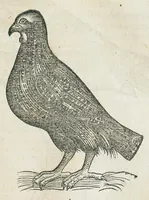 An illustration from Historiae animalium Liber III qui est de avium natura. Adjecti sunt ab initio indices alphabetici decem super nominibus avium in totidem linguis diversis : & ante illos enumeratio avium eo ordine quo in hoc volumine continentur (1555)