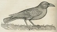 An illustration from Historiae animalium Liber III qui est de avium natura. Adjecti sunt ab initio indices alphabetici decem super nominibus avium in totidem linguis diversis : & ante illos enumeratio avium eo ordine quo in hoc volumine continentur (1555)