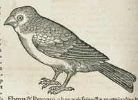 An illustration from Historiae animalium Liber III qui est de avium natura. Adjecti sunt ab initio indices alphabetici decem super nominibus avium in totidem linguis diversis : & ante illos enumeratio avium eo ordine quo in hoc volumine continentur (1555)