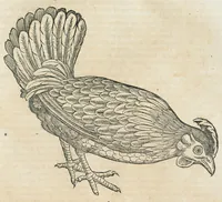 Picture 13 of 37 from Historiae animalium Liber III qui est de avium natura. Adjecti sunt ab initio indices alphabetici decem super nominibus avium in totidem linguis diversis : & ante illos enumeratio avium eo ordine quo in hoc volumine continentur (1555), leaf 419