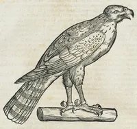 An illustration from Historiae animalium Liber III qui est de avium natura. Adjecti sunt ab initio indices alphabetici decem super nominibus avium in totidem linguis diversis : & ante illos enumeratio avium eo ordine quo in hoc volumine continentur (1555)