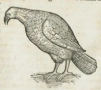 An illustration from Historiae animalium Liber III qui est de avium natura. Adjecti sunt ab initio indices alphabetici decem super nominibus avium in totidem linguis diversis : & ante illos enumeratio avium eo ordine quo in hoc volumine continentur (1555)