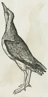 An illustration from Historiae animalium Liber III qui est de avium natura. Adjecti sunt ab initio indices alphabetici decem super nominibus avium in totidem linguis diversis : & ante illos enumeratio avium eo ordine quo in hoc volumine continentur (1555)