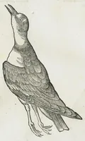 An illustration from Historiae animalium Liber III qui est de avium natura. Adjecti sunt ab initio indices alphabetici decem super nominibus avium in totidem linguis diversis : & ante illos enumeratio avium eo ordine quo in hoc volumine continentur (1555)