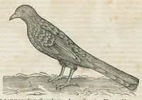 An illustration from Historiae animalium Liber III qui est de avium natura. Adjecti sunt ab initio indices alphabetici decem super nominibus avium in totidem linguis diversis : & ante illos enumeratio avium eo ordine quo in hoc volumine continentur (1555)