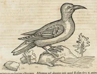 An illustration from Historiae animalium Liber III qui est de avium natura. Adjecti sunt ab initio indices alphabetici decem super nominibus avium in totidem linguis diversis : & ante illos enumeratio avium eo ordine quo in hoc volumine continentur (1555)