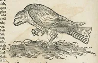 An illustration from Historiae animalium Liber III qui est de avium natura. Adjecti sunt ab initio indices alphabetici decem super nominibus avium in totidem linguis diversis : & ante illos enumeratio avium eo ordine quo in hoc volumine continentur (1555)