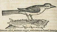 An illustration from Historiae animalium Liber III qui est de avium natura. Adjecti sunt ab initio indices alphabetici decem super nominibus avium in totidem linguis diversis : & ante illos enumeratio avium eo ordine quo in hoc volumine continentur (1555)