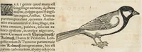 An illustration from Historiae animalium Liber III qui est de avium natura. Adjecti sunt ab initio indices alphabetici decem super nominibus avium in totidem linguis diversis : & ante illos enumeratio avium eo ordine quo in hoc volumine continentur (1555)