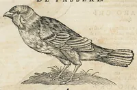 An illustration from Historiae animalium Liber III qui est de avium natura. Adjecti sunt ab initio indices alphabetici decem super nominibus avium in totidem linguis diversis : & ante illos enumeratio avium eo ordine quo in hoc volumine continentur (1555)