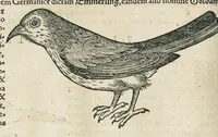 An illustration from Historiae animalium Liber III qui est de avium natura. Adjecti sunt ab initio indices alphabetici decem super nominibus avium in totidem linguis diversis : & ante illos enumeratio avium eo ordine quo in hoc volumine continentur (1555)