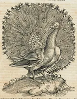 An illustration from Historiae animalium Liber III qui est de avium natura. Adjecti sunt ab initio indices alphabetici decem super nominibus avium in totidem linguis diversis : & ante illos enumeratio avium eo ordine quo in hoc volumine continentur (1555)