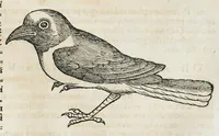 An illustration from Historiae animalium Liber III qui est de avium natura. Adjecti sunt ab initio indices alphabetici decem super nominibus avium in totidem linguis diversis : & ante illos enumeratio avium eo ordine quo in hoc volumine continentur (1555)