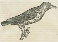 An illustration from Historiae animalium Liber III qui est de avium natura. Adjecti sunt ab initio indices alphabetici decem super nominibus avium in totidem linguis diversis : & ante illos enumeratio avium eo ordine quo in hoc volumine continentur (1555)