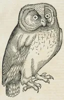 An illustration from Historiae animalium Liber III qui est de avium natura. Adjecti sunt ab initio indices alphabetici decem super nominibus avium in totidem linguis diversis : & ante illos enumeratio avium eo ordine quo in hoc volumine continentur (1555)